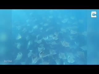 Manta ray migration is mesmerising