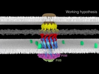 How bacteria make a grappling hook for propulsion