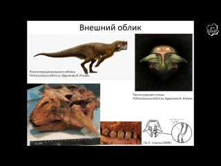 «пситтакозавр, он же ящер попугай – сибирская сенсация» научно популярная лекция