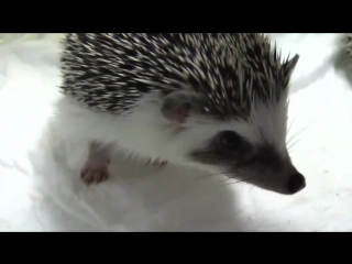 Фестиваль ежей в этажах