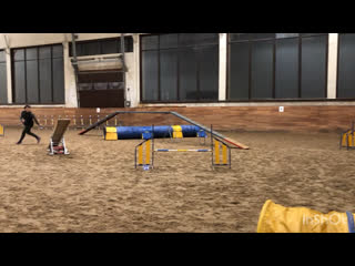 Майо, тренироа аджилити 04 03 21