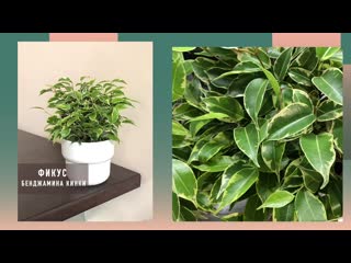 Фикус бенджамина кинки, ficus kinky