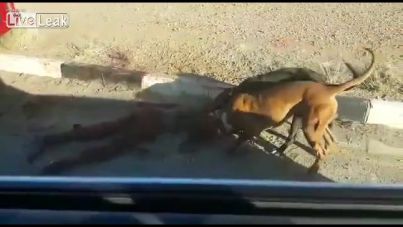 2 питбуля загрызли парня