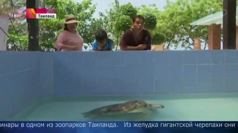 В таиланде ветеринары зоопарка извлекли из желудка гигантской черепахи 915 монет