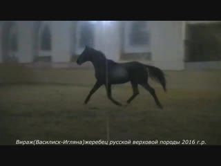 Продан! вираж(василиск игляна)жеребец русской верховой породы 2016 г р