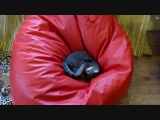 Котёнок играет со своим хвостом на кресле мешке