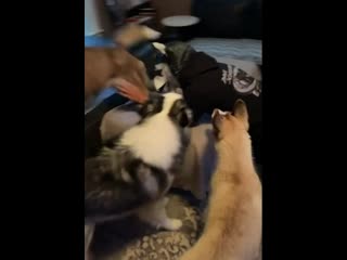 И все же задницу нюхают 😂