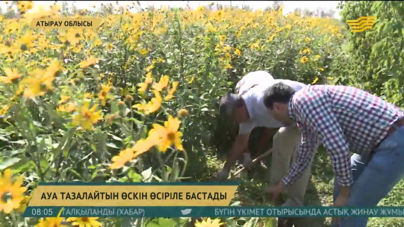 Кыздар нет атырау - Лучшее казахское порно онлайн.