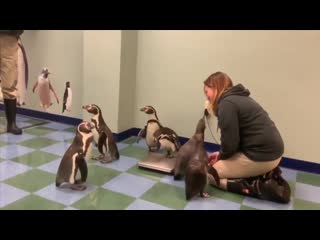 Penguins getting weighed