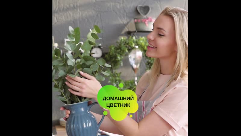 Домашний цветник "эалипт"