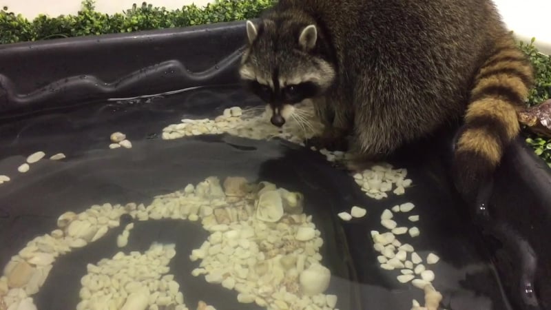 Брабус в бассейне