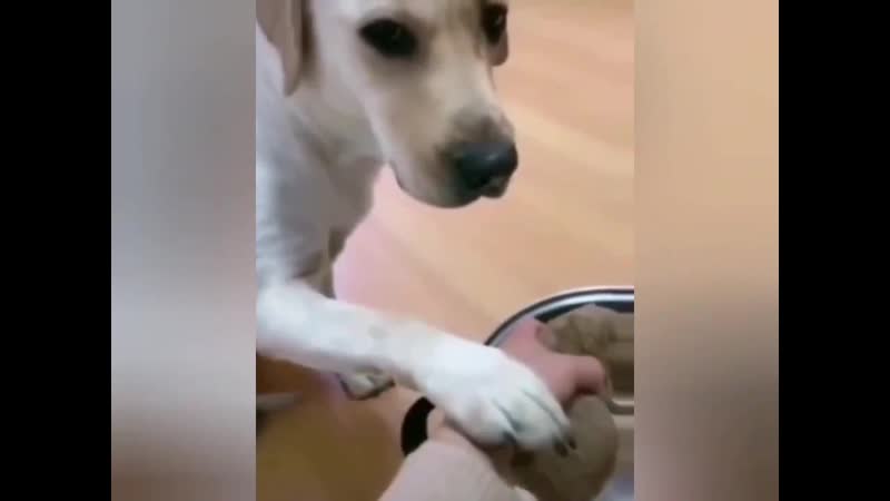 Оскары во всех номинациях этому видео