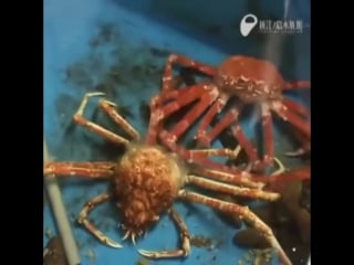 Превращения в природе