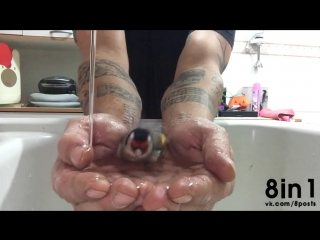 Птица щегол принимает ванну душ в раковине в руках мужчины / cute bird taking a bath in the hands of its owner
