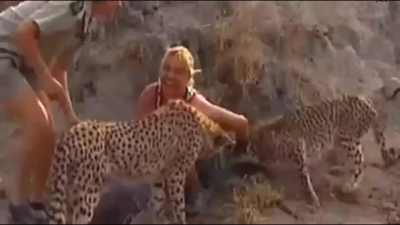 Гепард напал на девушку