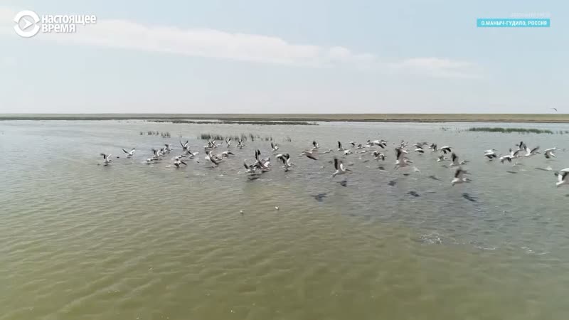 Почему гибнут пеликаны, живущие на заповедном озере