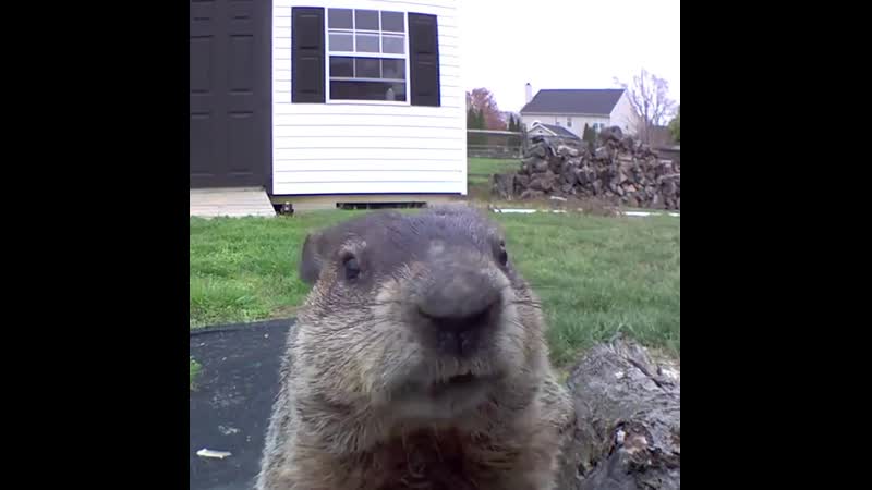 Бобр ест моркоу