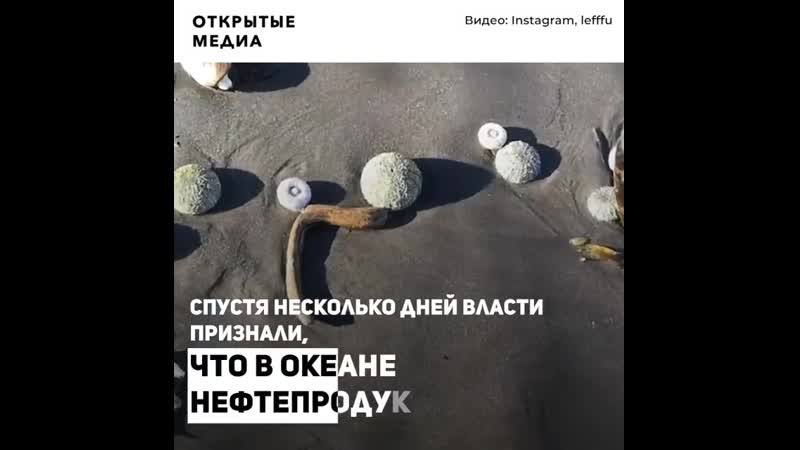 Экологическая катастрофа пляжи камчатки стали кладбищем морских молодые