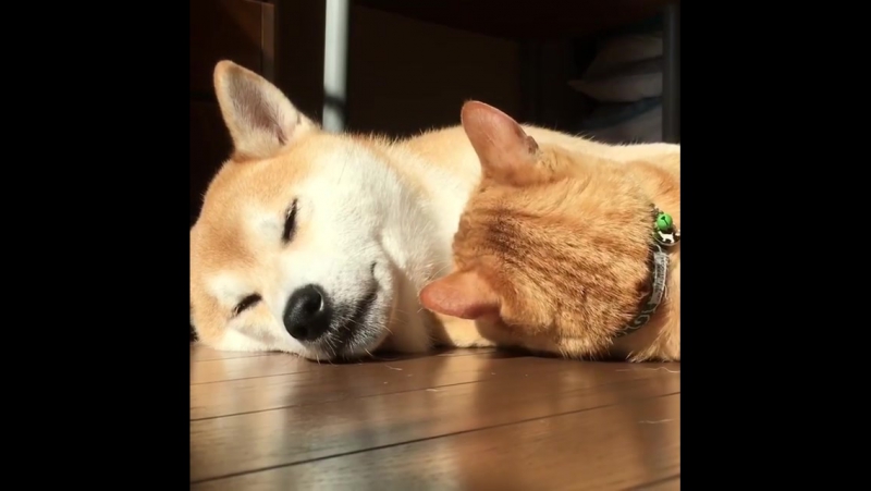 Сиба ину лежит с рыжим котом