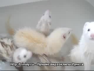 Забавные зверьки