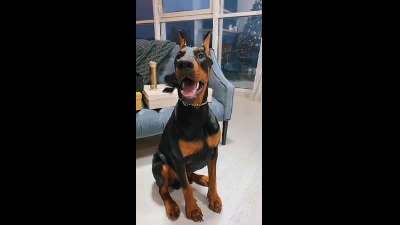 Бэкстейдж с доберманом