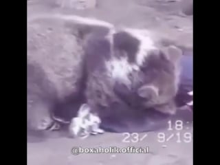 Khabib and a bear wrestling when he was 18 years old joy fearful @boxingplanetofficial ( 612 x 612 ) mp4