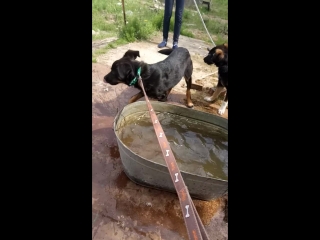 Очень жаркий денёк в приюте