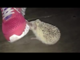 (алушта) на мой кроссовок напал прикольный но очень злой ёжик))