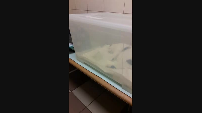 Камере porn video – Гриша в кислородной камере