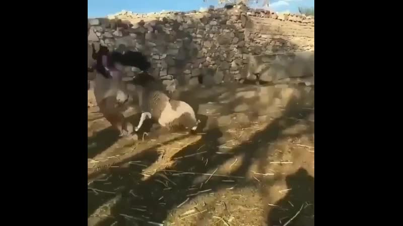 Wannabe kardashian tries to take away baby lamb from it's mother