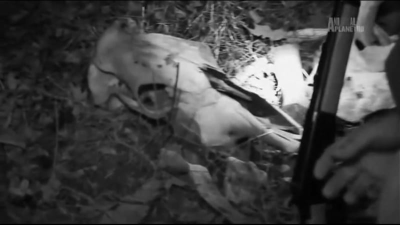 Горные монстры волколак из округа уэбстер