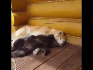 Just something cute and cuddly to start your day лондон 23 09 2017