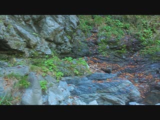 Black grouse waterfall (3)