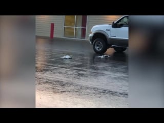 Dozens of geese fall from the sky into parking lot during storm
