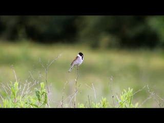 Овсянка камышовая 5 (emberiza schoeniclus)