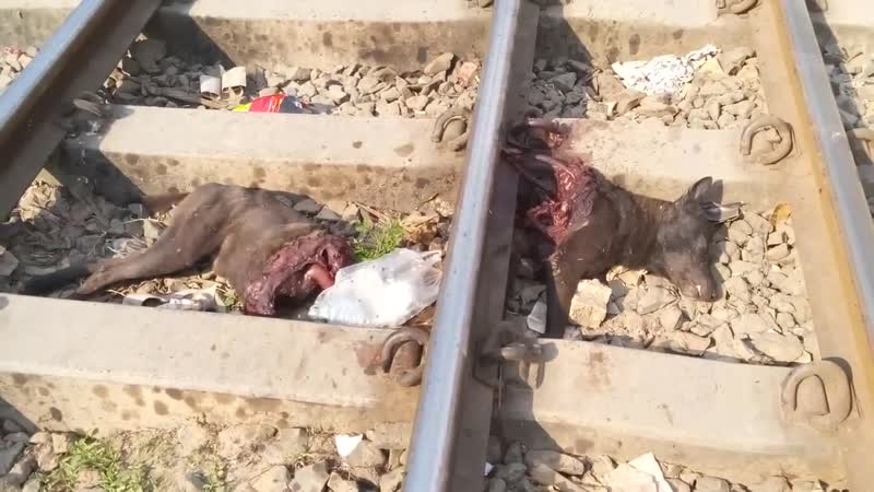 Поезд проехал по молодые (разорвало на две части)