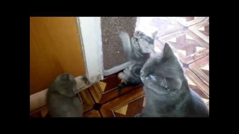 Котята британцы