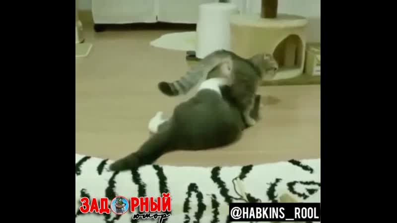 У кошки течка