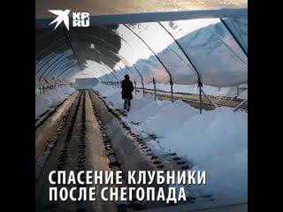 Крымская клубничка