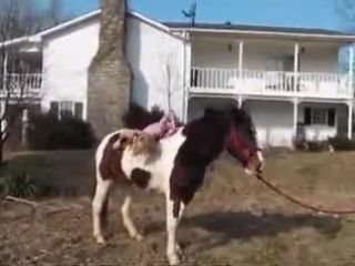 Tabby i'm sitting on a horsey