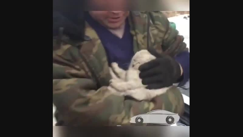 Проверяйте автомобили перед выездом! котенок проехал под капотом 250 км