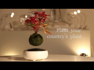 Floating bonsai trees are now a reality