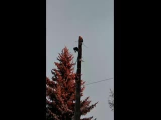 Дятел долбит еловую шишку