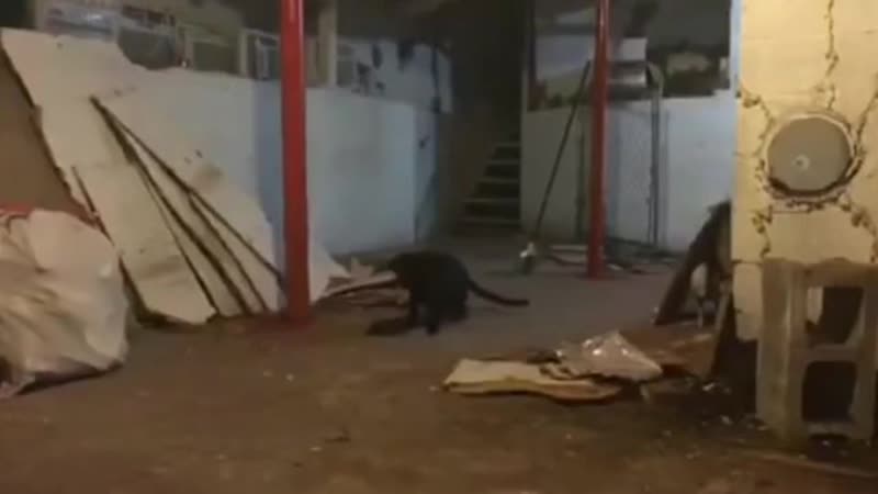 Таинственное видео игр кота с призраком обсуждают в сети