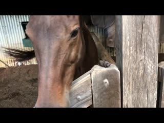 @twopaddocks new potbellied pig and friend