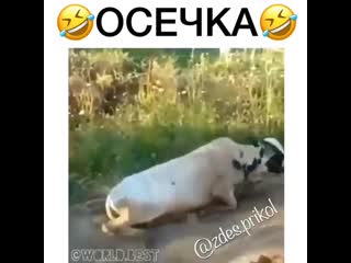 Осечка