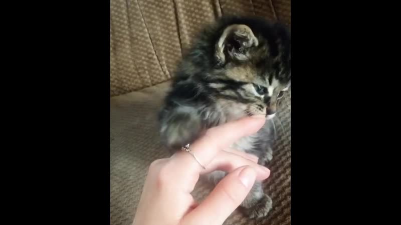 Playtime w stella before heading to set shes a lover catandkat albertorosende