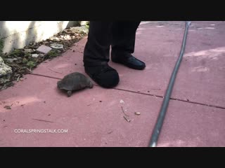 Angry turtle headbutts man's shoe