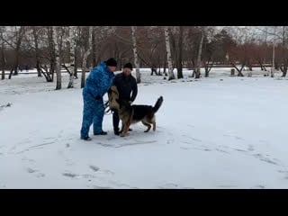 Видео от кинолог профи нт