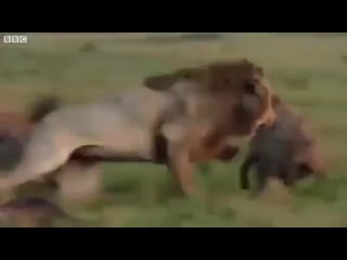 A heart wrenching video of a lion being saved by his brother from a pack of pestering hyenas 💕 tag someone that you would rescu